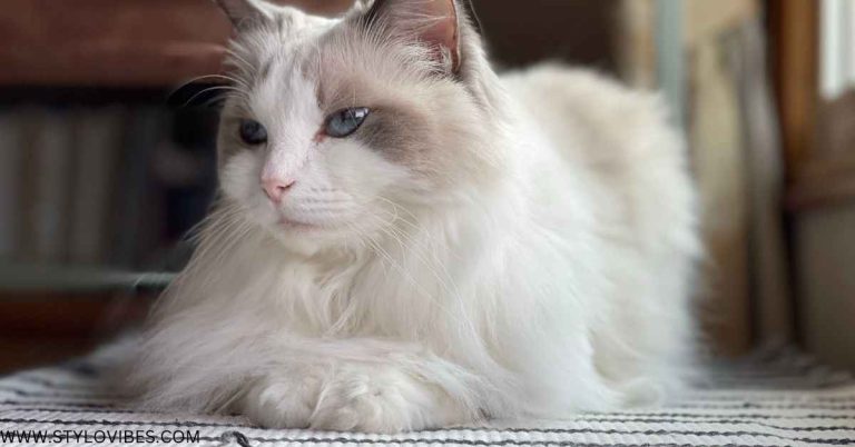 Persian Ragdoll Mix Cat