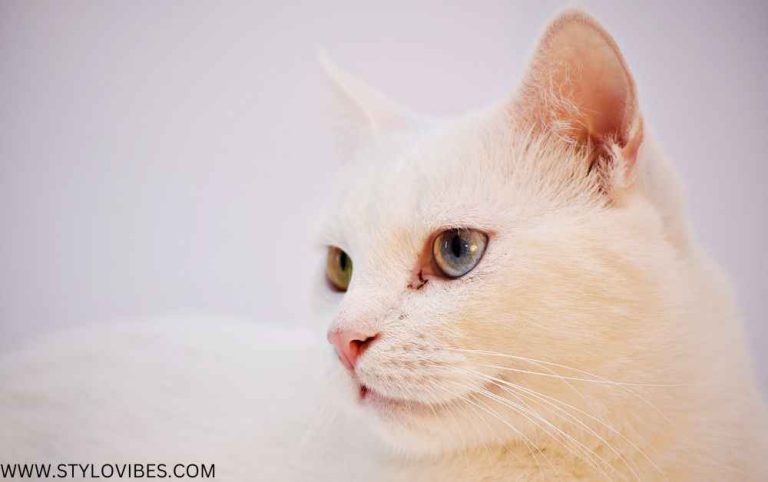 Russian White Cat