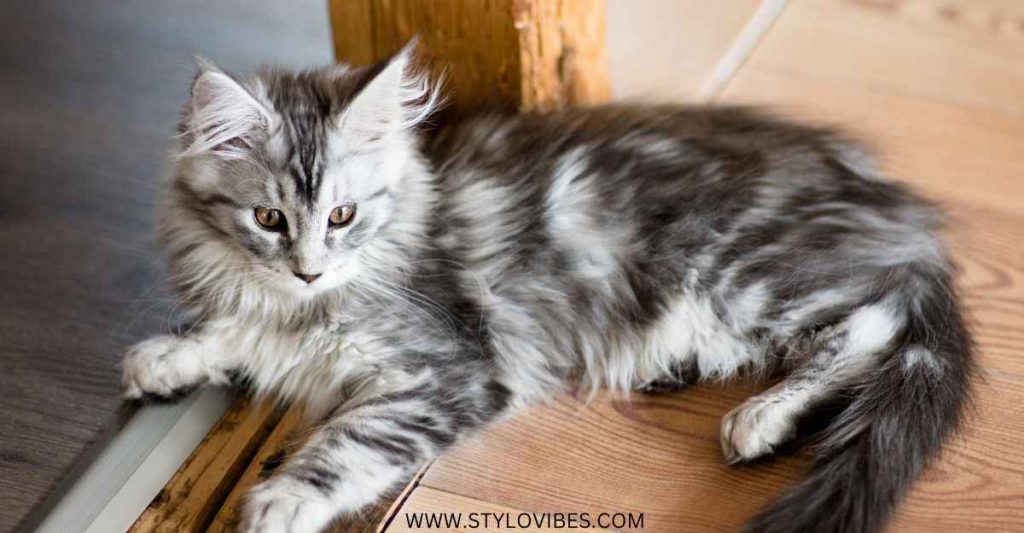 Silver Maine Coon cat