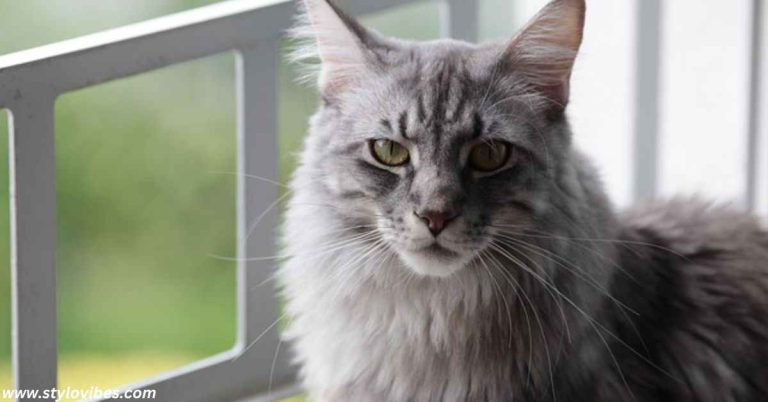 Tabby Cat mixed with Maine Coon